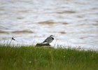 Witte kwikstaart (White wagtail) Motacilla alba - Kharkhorin 16-08-2016 (4)